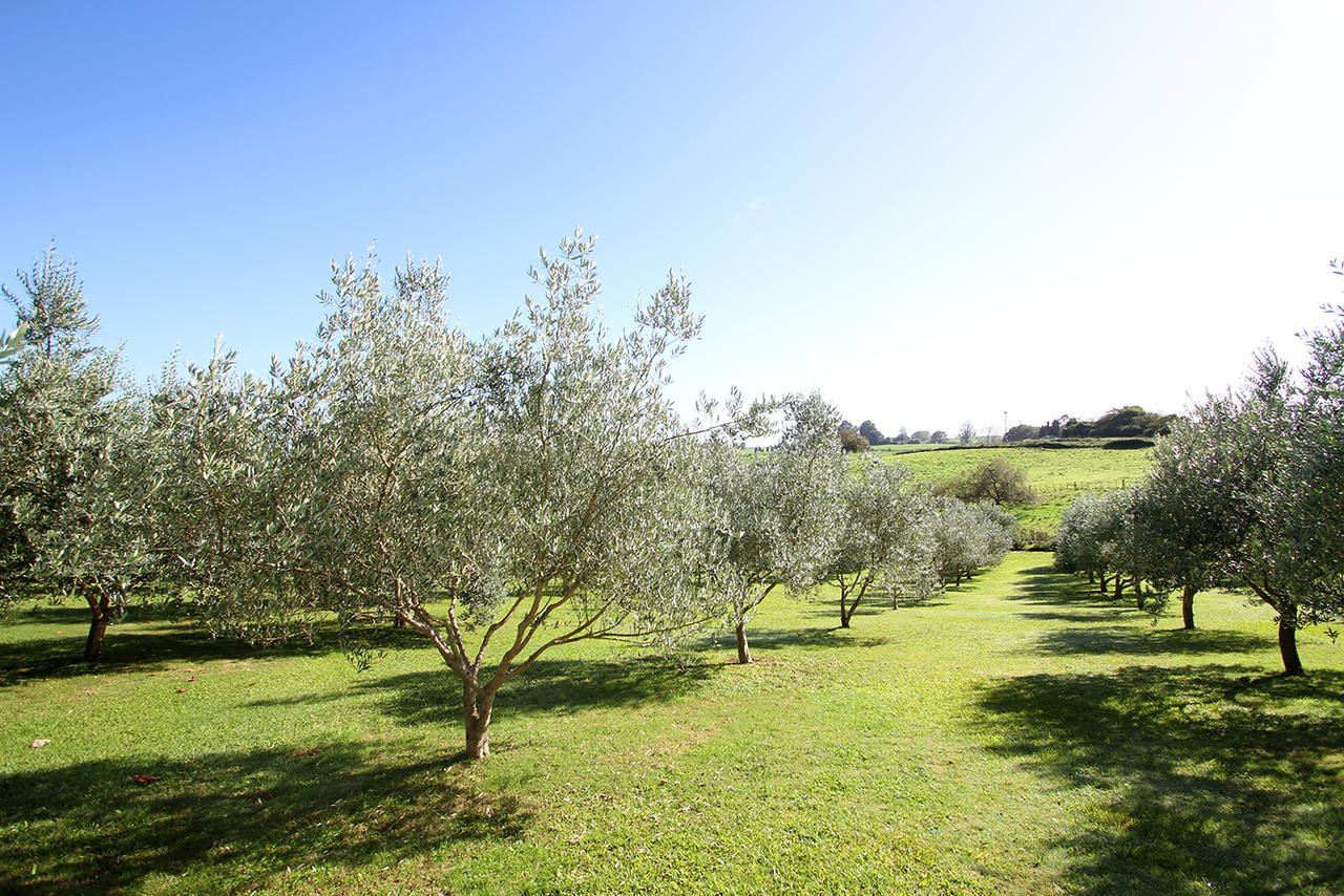Ohaupo Olives Bed & Breakfast Екстериор снимка